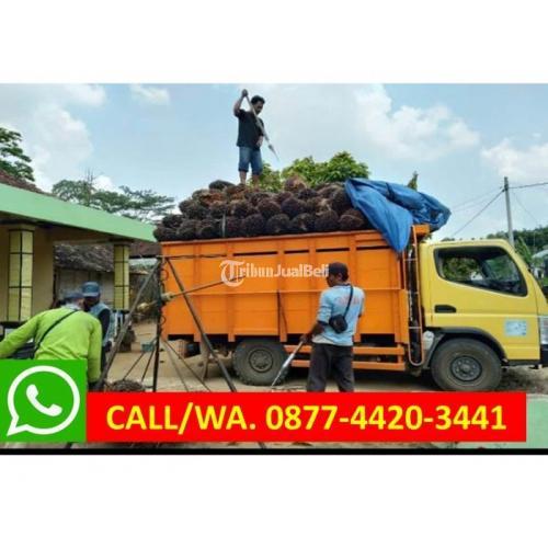 Jual Kebun Sawit Di Lampung Harga Nego Murah Shm Di Lampung Tengah