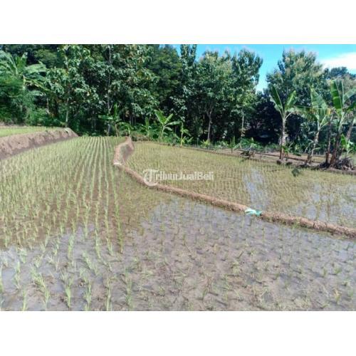 Dijual Tanah Sawah Shm Lokasi Strategis Dataran Tinggi Kerjo Di