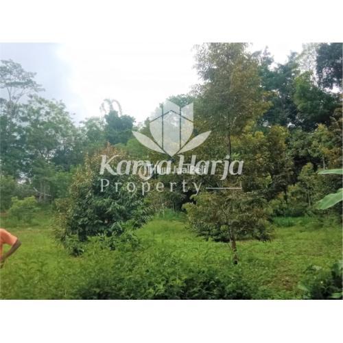 Dijual Tanah Kebun Durian Produktif Karangpandan Di Karanganyar