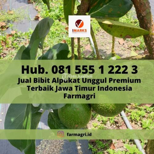 Bibit Alpukat Premium Terbaik Jenis Mentega Jumbo Aligator Di Jawa