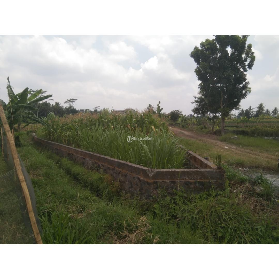 Dijual Tanah Sawah Murah Legalitas SHM LT211 Harga Nego Di Sleman