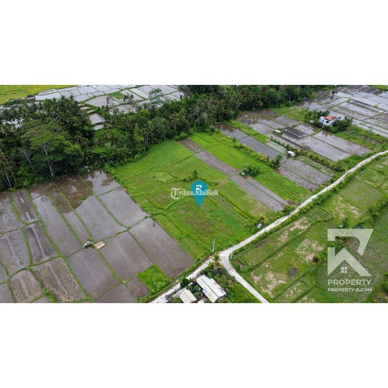 Dijual Tanah Luas 9000 M2 View Sungai Sawah Di Pejeng Dekat Ubud Di