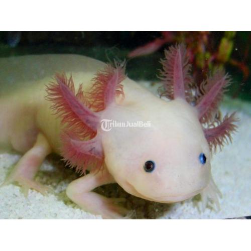 Axolotl Salamander Sehat Makan Lancar Unik Mulus Di Surabaya - Tribun ...