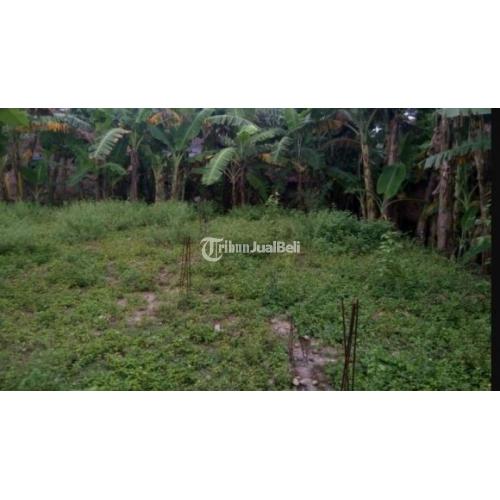 Tanah Luas 850 Meter Persegi SHM Ada Pohon Jati & Pisang di Klagen