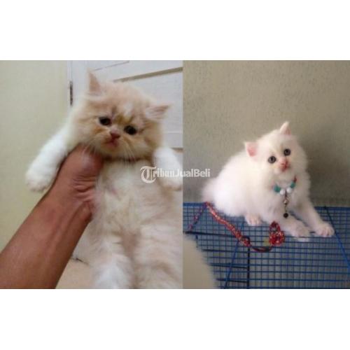 Kucing Kitten Persia Umur 3 Bulan Siap Diadopsi Jantan & Betina Sehat
