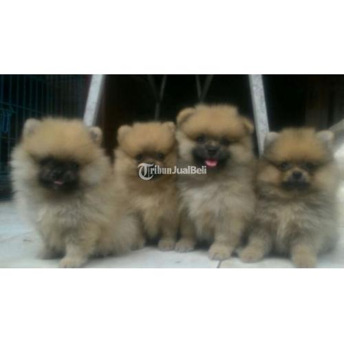 Puppy Golden Retriever Minipom Betina Jantan Sehat Siap Adopsi