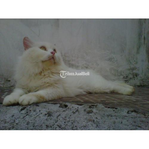 Kucing Persia Medium Katy Warna White Solid Umur 2 Tahun Sehat - Sidoarjo