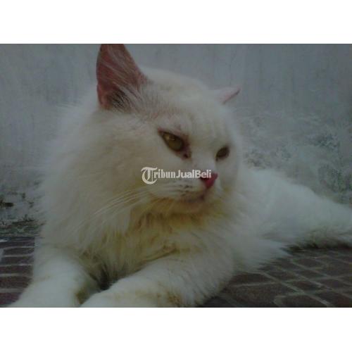 Kucing Persia Medium Katy Warna White Solid Umur 2 Tahun Sehat - Sidoarjo