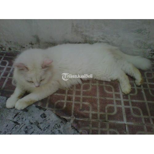 Kucing Persia Medium Katy Warna White Solid Umur 2 Tahun Sehat - Sidoarjo