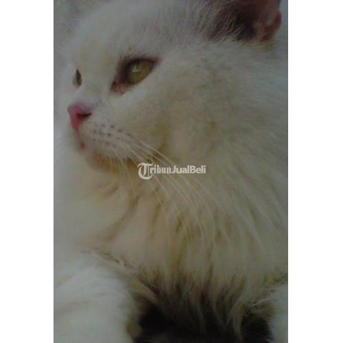 Kucing Persia Medium Katy Warna White Solid Umur 2 Tahun Sehat - Sidoarjo