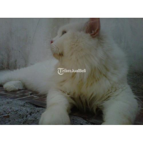 Kucing Persia Medium Katy Warna White Solid Umur 2 Tahun Sehat - Sidoarjo
