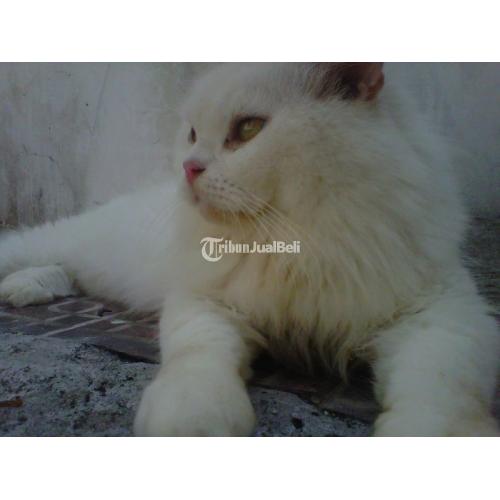 Kucing Persia Medium Katy Warna White Solid Umur 2 Tahun Sehat - Sidoarjo