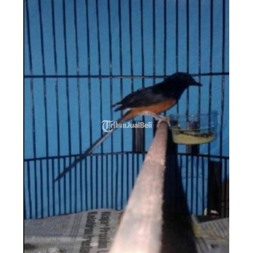 Burung Murai Batu Siap Gantang Jantan Umur 16 Bulan Bulu Rapi & Bersih