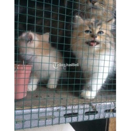 Penawaran Adopsi Anak Kucing Anggora Gendut Licah Sehat di Tabanan