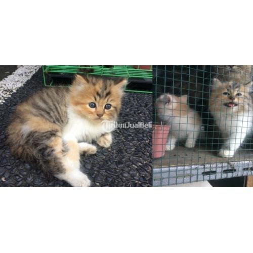 Penawaran Adopsi Anak Kucing Anggora Gendut Licah Sehat di Tabanan