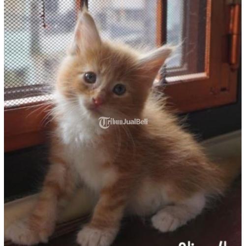 Kucing Mainecoon Siap Adopsi (Taanez Maine Coon Cattery) Sehat Lincah Kucing Mainecoon Siap Adopsi (Taanez Maine Coon Cattery) Sehat Lincah