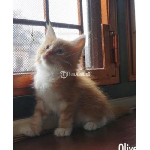 Kucing Mainecoon Siap Adopsi (Taanez Maine Coon Cattery) Sehat Lincah Kucing Mainecoon Siap Adopsi (Taanez Maine Coon Cattery) Sehat Lincah