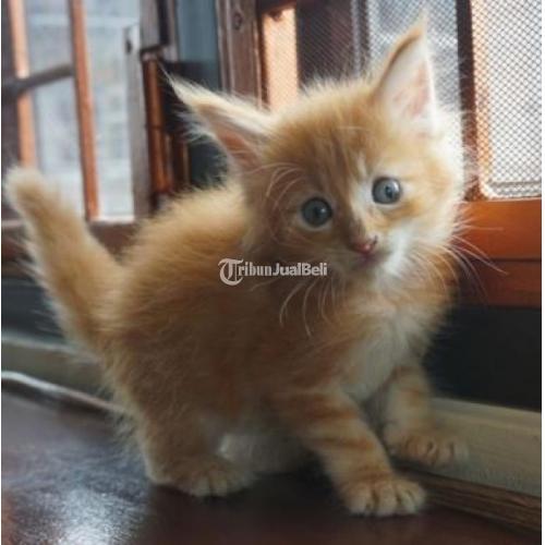 Kucing Mainecoon Siap Adopsi (Taanez Maine Coon Cattery) Sehat Lincah Kucing Mainecoon Siap Adopsi (Taanez Maine Coon Cattery) Sehat Lincah