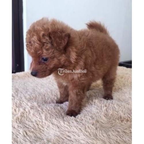 Red Tiny Poodle Mix Mini Pom Jantan Sudah Vaksin Lucu Sehat di