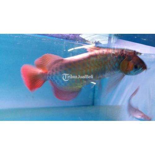 Ikan Arwana Super Red Size 25cm Harga Murah di Jakarta Pusat - Tribun