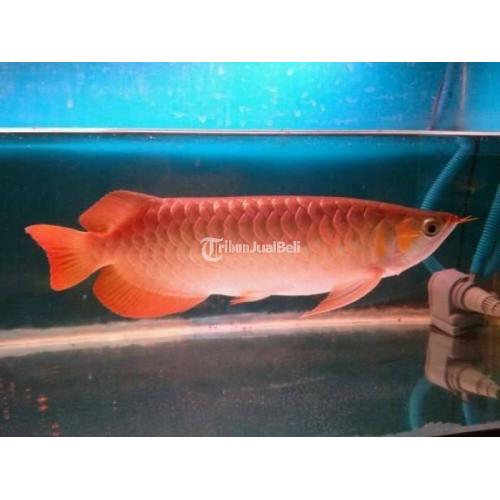 Ikan Arwana Super Red Size 25cm Harga Murah di Jakarta Pusat - Tribun