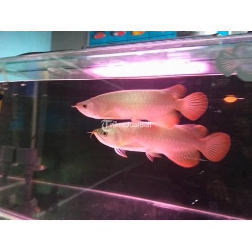 Ikan Arwana Super Red Size 25,27cm Harga Murah di Jakarta Pusat