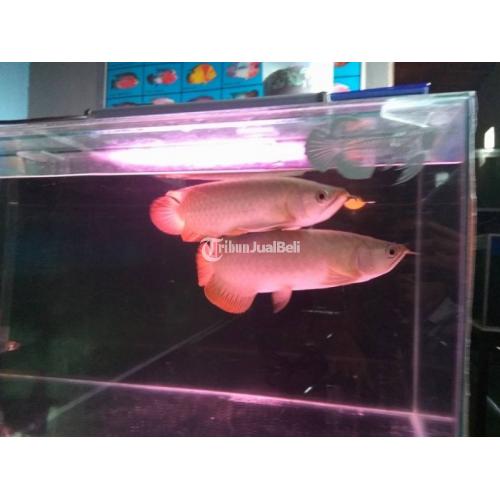 Ikan Arwana Super Red Size 25,27cm Harga Murah di Jakarta Pusat