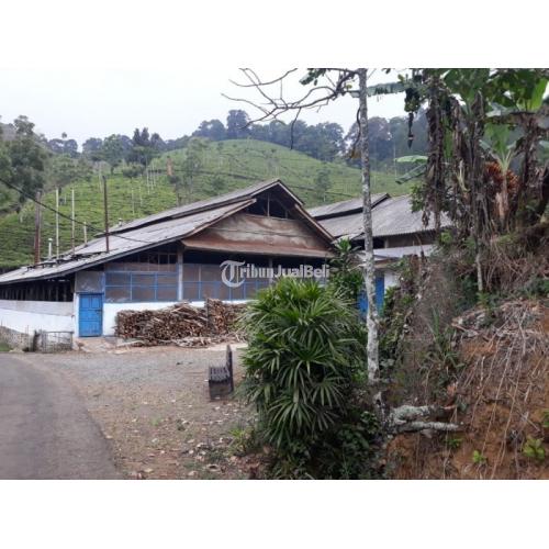 Kebun Teh Produktif & Pabrik Pengolahannya Serta Mess Karyawan dan Satu Pemilik - Majalengka