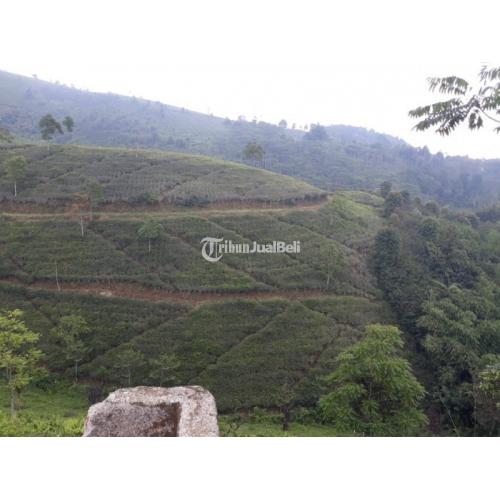 Kebun Teh Produktif & Pabrik Pengolahannya Serta Mess Karyawan dan Satu Pemilik - Majalengka