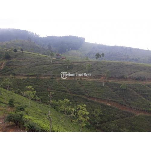 Kebun Teh Produktif & Pabrik Pengolahannya Serta Mess Karyawan dan Satu Pemilik - Majalengka