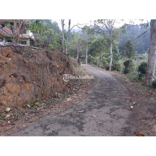 Kebun Teh Produktif & Pabrik Pengolahannya Serta Mess Karyawan dan Satu Pemilik - Majalengka