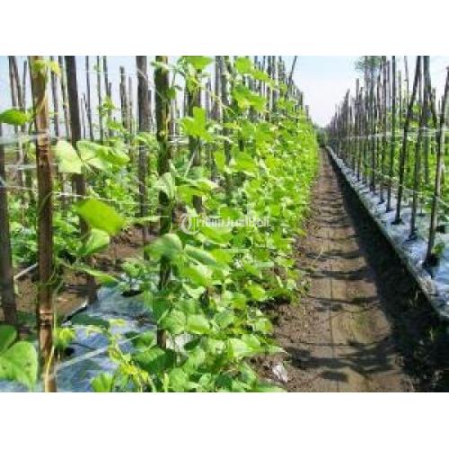 Tali Gawar Super Ulet Tahan Lama Berkualitas Tinggi - Sidoarjo, Jawa Timur