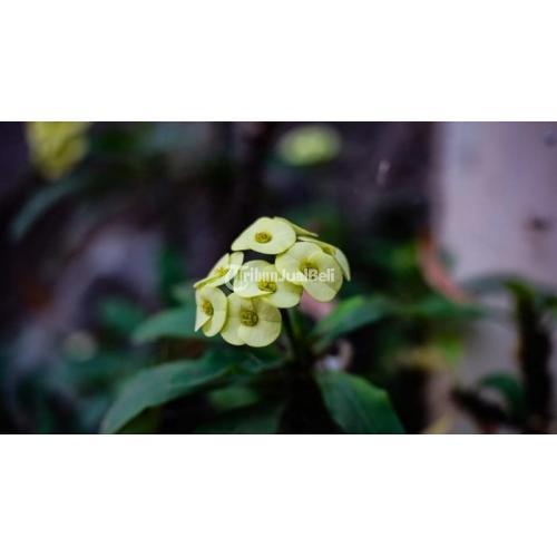 Kamera Fuji XdiM1 Mirrorless Fujifilm XM1 Second Mulus No Minus