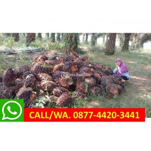 Jual Kebun Sawit di Lampung Harga Nego Murah SHM - Lampung Tengah