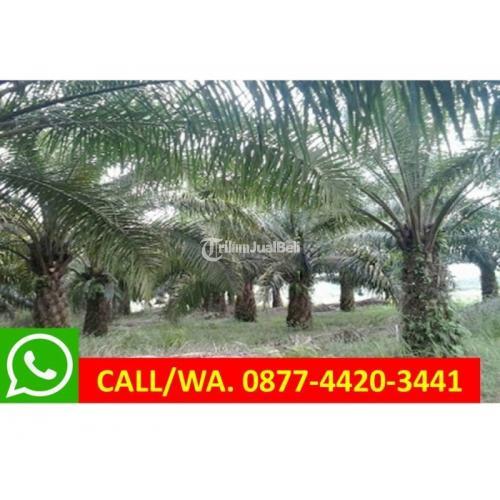 Jual Kebun Sawit di Lampung Harga Nego Murah SHM - Lampung Tengah
