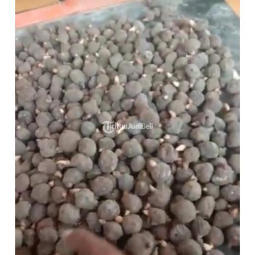 Bibit Porang Berkualitas Unggul - Madiun