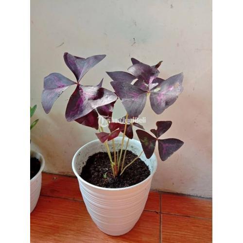 Tanaman Hias dan Bunga Berbagai Jenis Harga Murah di Gedangan - Solo Baru