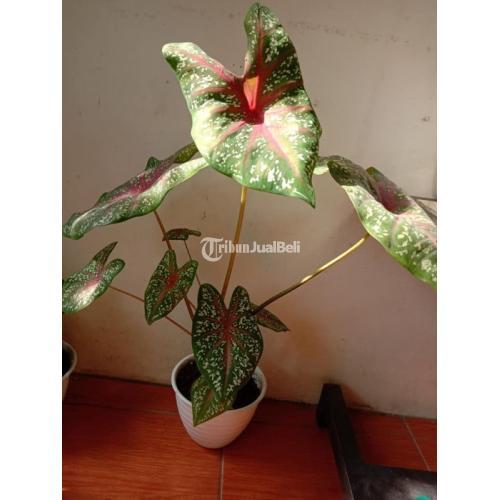 Tanaman Hias dan Bunga Berbagai Jenis Harga Murah di Gedangan - Solo Baru