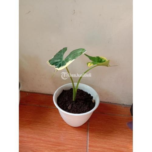 Tanaman Hias dan Bunga Berbagai Jenis Harga Murah di Gedangan - Solo Baru