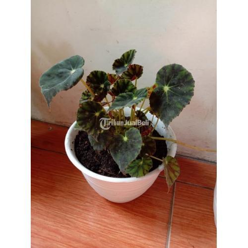 Tanaman Hias dan Bunga Berbagai Jenis Harga Murah di Gedangan - Solo Baru