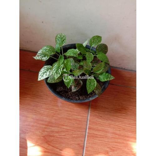 Tanaman Hias dan Bunga Berbagai Jenis Harga Murah di Gedangan - Solo Baru
