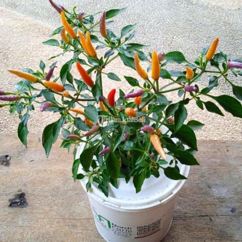 Tanaman Cabe dan Tomat Berkualitas lengkap Bahan dan Peralatan di ...