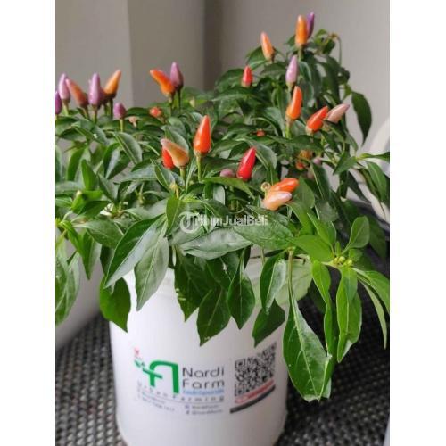 Tanaman Cabe dan Tomat Berkualitas lengkap Bahan dan Peralatan di ...