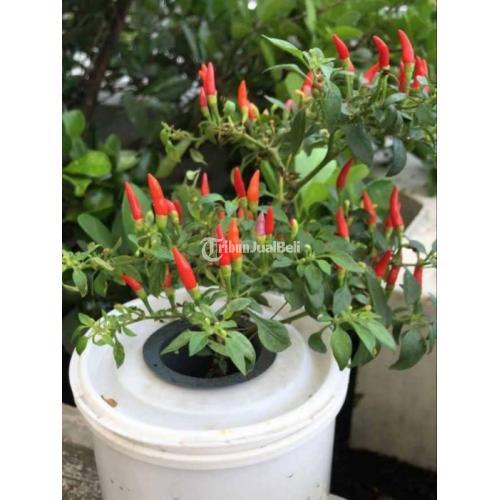 Tanaman Cabe dan Tomat Berkualitas lengkap Bahan dan Peralatan di ...