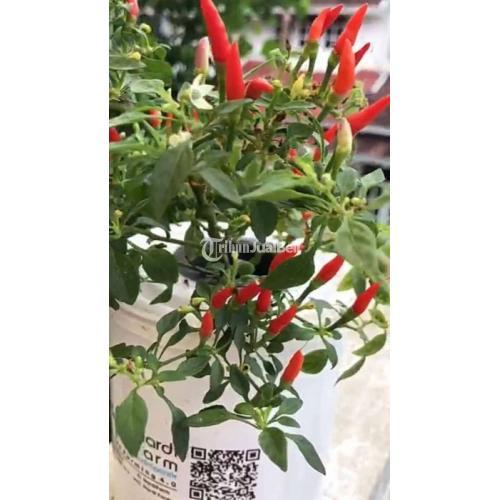 Tanaman Cabe dan Tomat Berkualitas lengkap Bahan dan Peralatan di ...