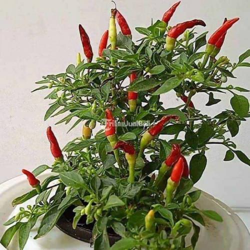 Tanaman Cabe dan Tomat Berkualitas lengkap Bahan dan Peralatan di ...