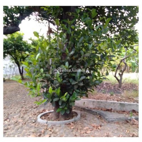 Tanah Open House Harga Nego Di Jl Danau Sunter - Jakarta Utara