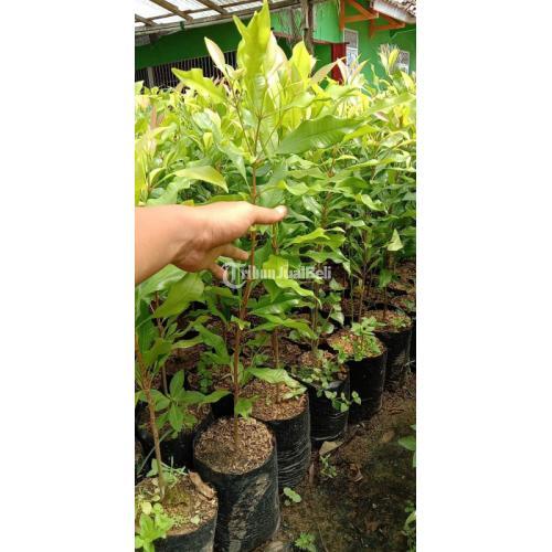 Bibit Cengkeh Unggul Harga Murah Berkualitas - Lampung Timur