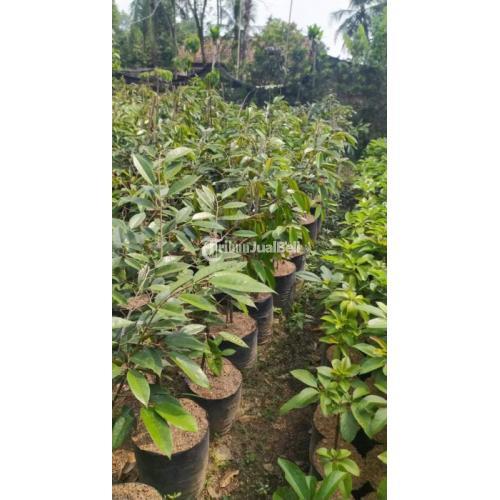 Bibit Durian Unggulan Kualitas Terbaik Harga Murah - Lampung Timur