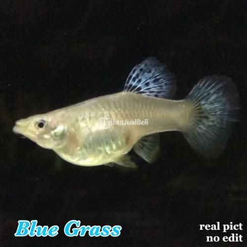 Meniti Asa di Balik Layar: Perkembangan Bisnis Penjual Ikan Hias Online di Indonesia